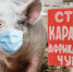 В кормах выявлен геном вируса африканской чумы свиней - Газета Буйская Правда