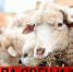 МЕРОПРИЯТИЯ ПО ПРОФИЛАКТИКЕ ОСПЫ ОВЕЦ И КОЗ - Город Буй